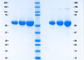 Athener Landingpage-Proteine 15JAN2026 Athener Landingpage-Proteine 15JAN2026