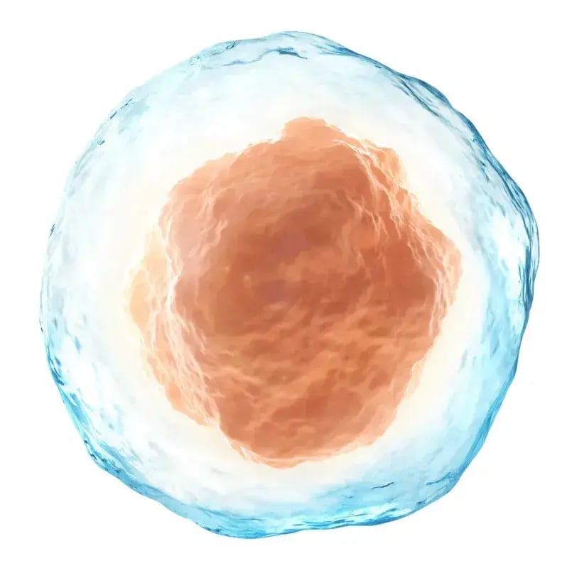 Human cell isolated on a white background cropped_800x800